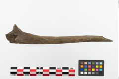 Foto von Bronzebuckelarmeif (NHMW-PRAE-023748)